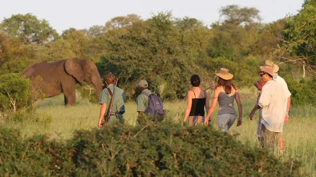Rhino Walking Safaris