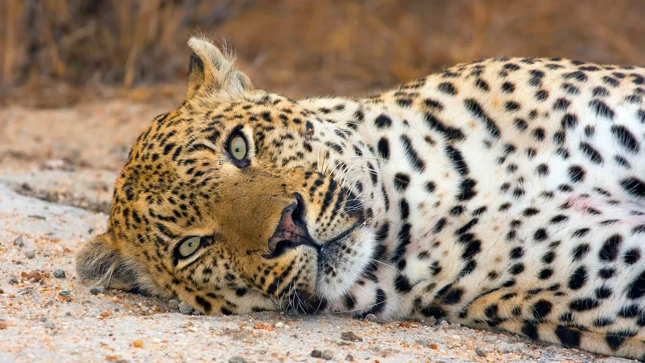 Arathusa Safari Lodge — image 12