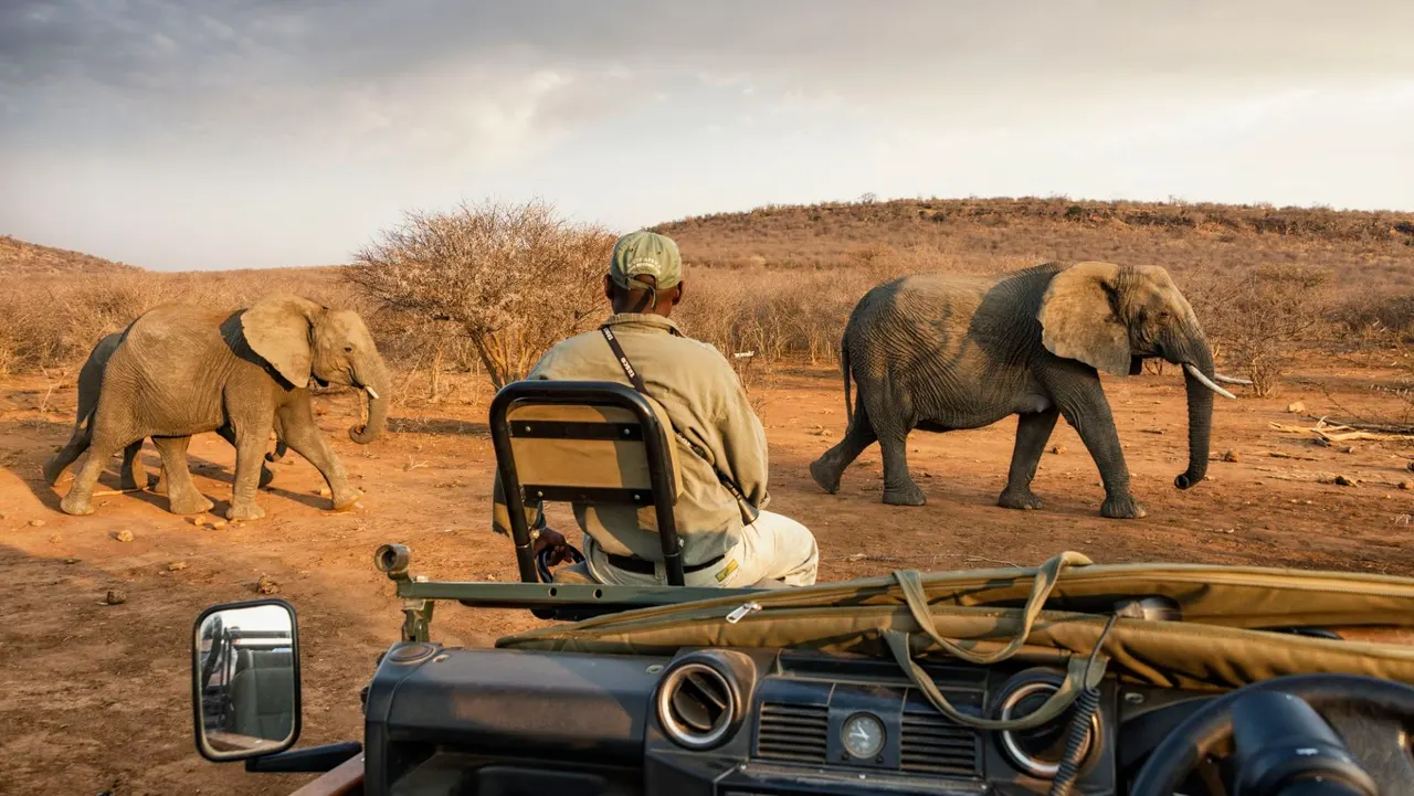 Impodimo Game Lodge — image 9