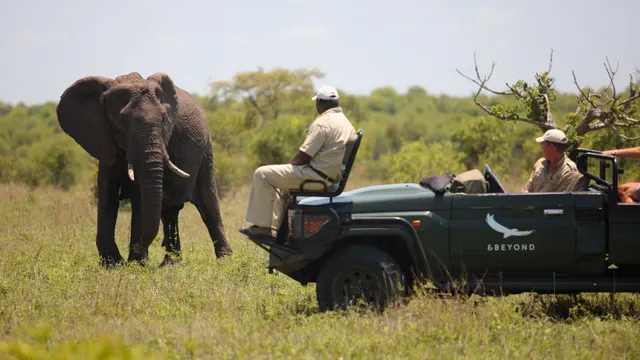 Ngala Safari Lodge — image 5