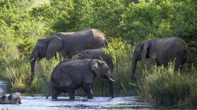 Nkomazi Tented Camp — image 4