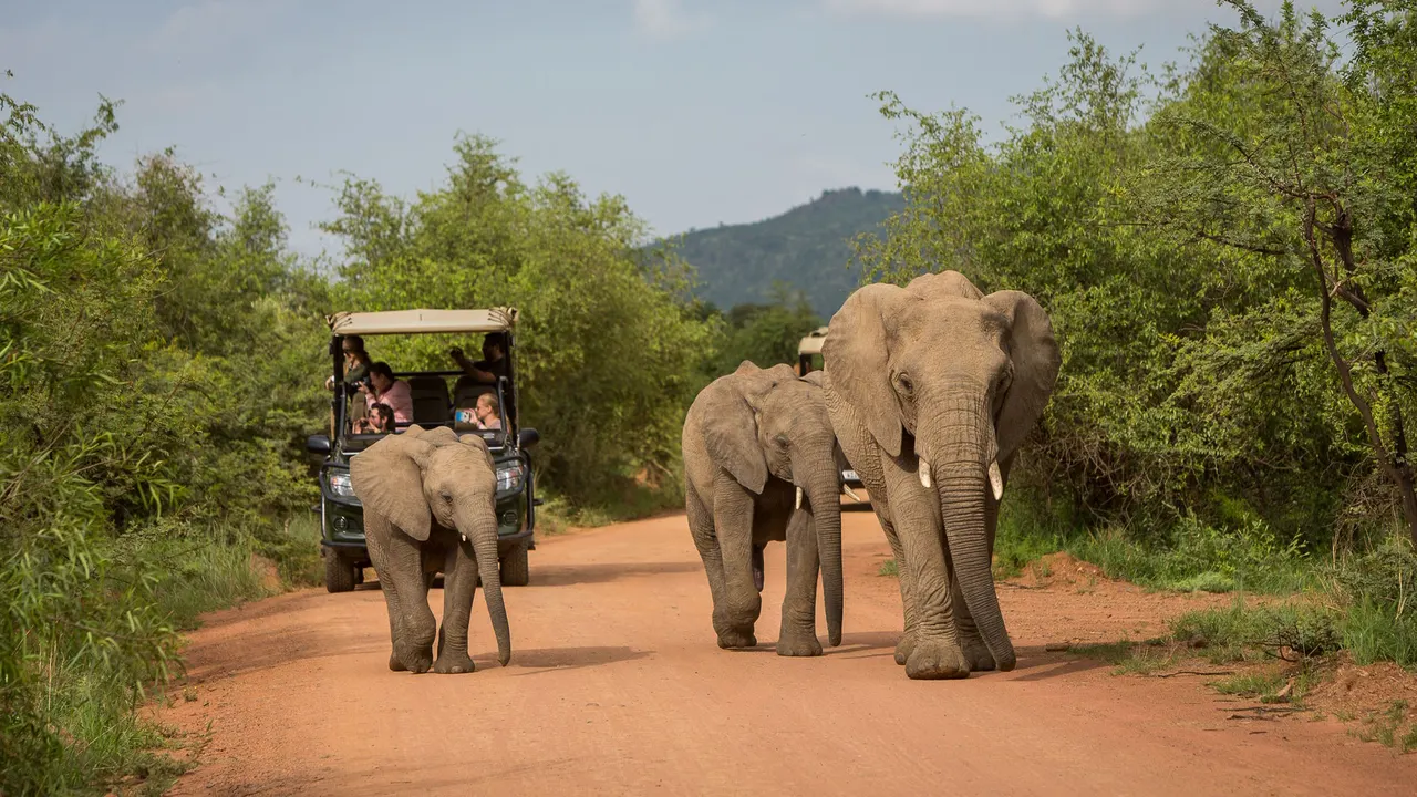 Shepherd's Tree Game Lodge — image 6