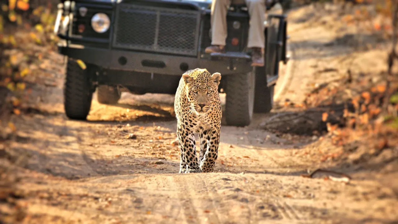 Idube Game Lodge — image 18