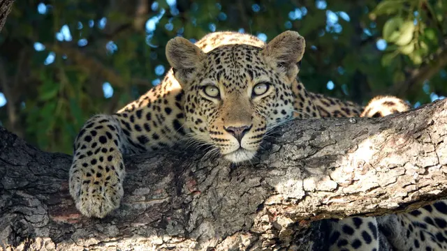 Idube Game Lodge — image 35
