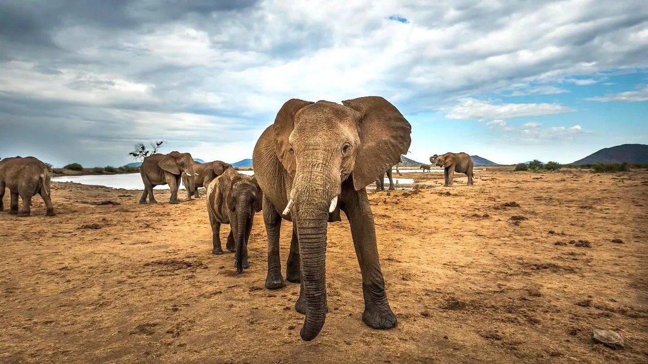 Impodimo Game Lodge — image 32
