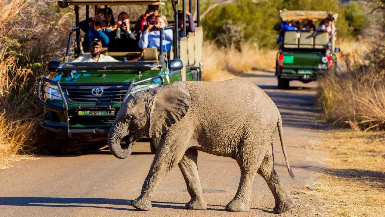 Ivory Tree Game Lodge — image 25