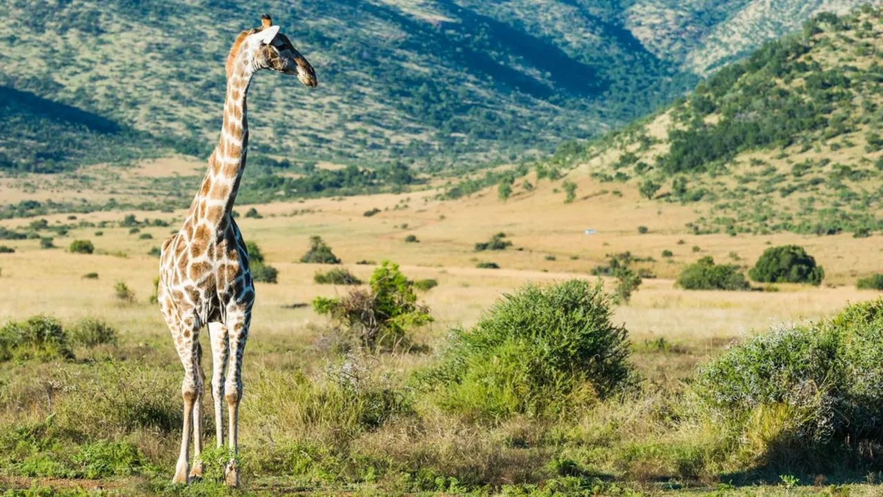 Ivory Tree Game Lodge — image 27