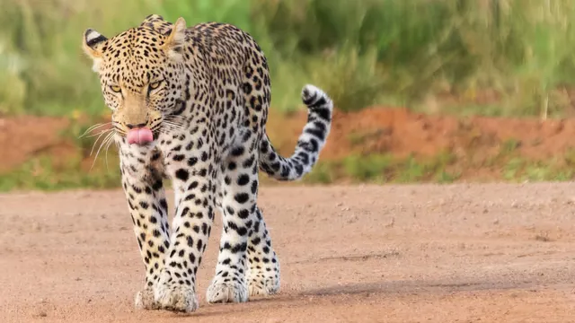 Ivory Tree Game Lodge — image 17