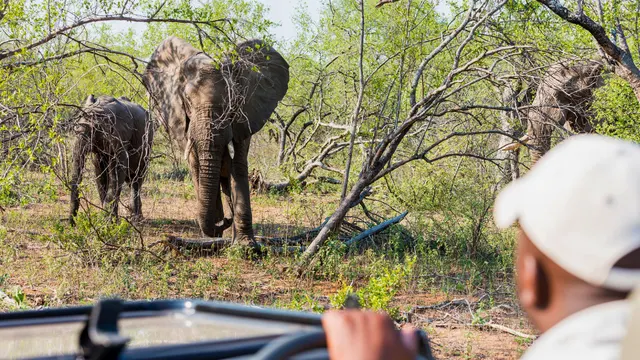 Makalali River Lodge — image 26