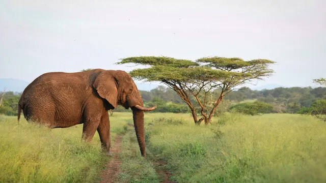 Mavela Game Lodge — image 19