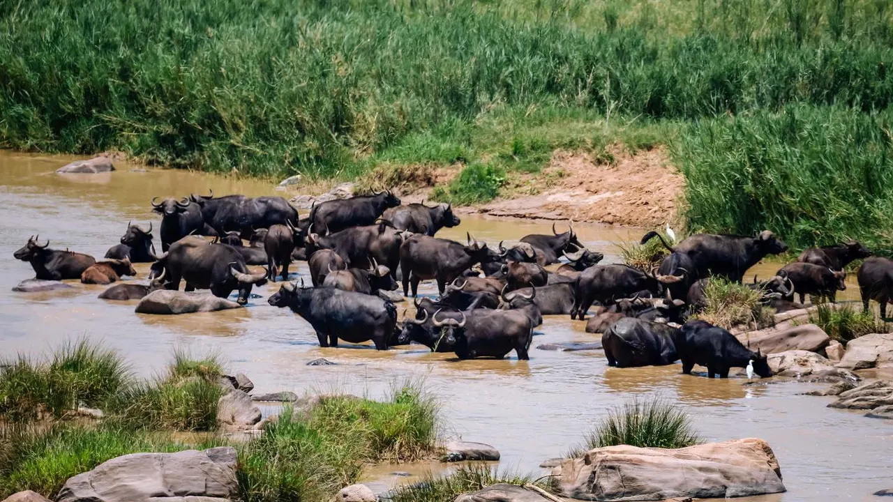 Mthembu Lodge — image 36