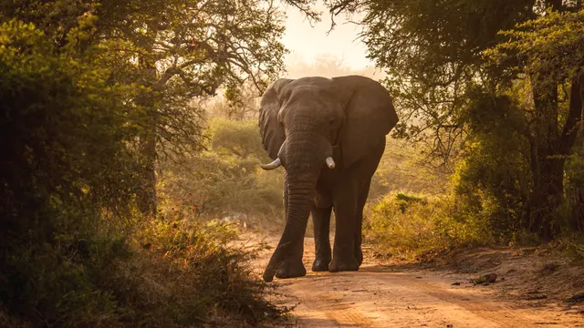 Mthembu Lodge — image 32
