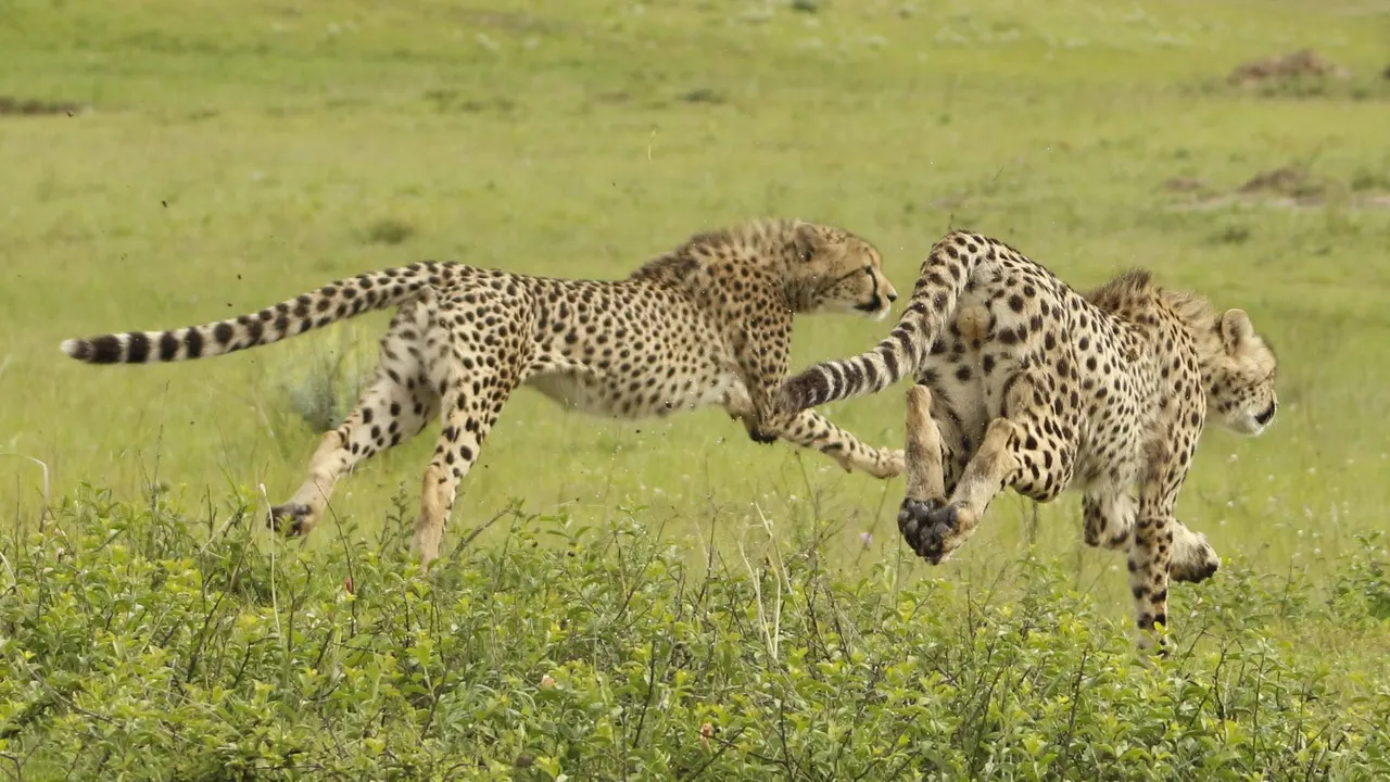 Nkomazi Tented Camp — image 7