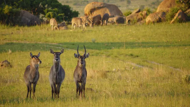 Nkomazi Tented Camp — image 11