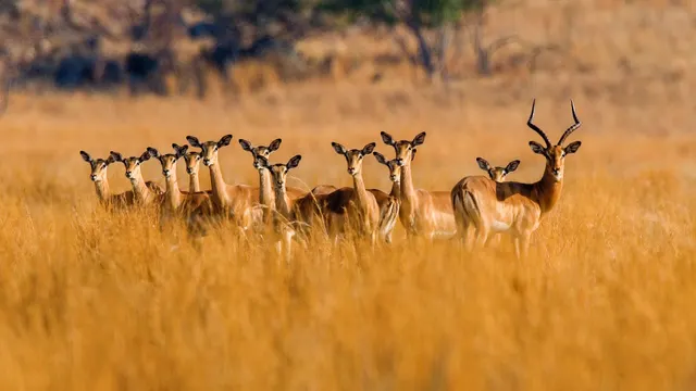 Nungubane Game Lodge — image 30