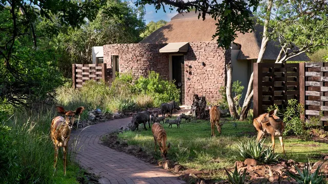 Phinda Zuka — image 26