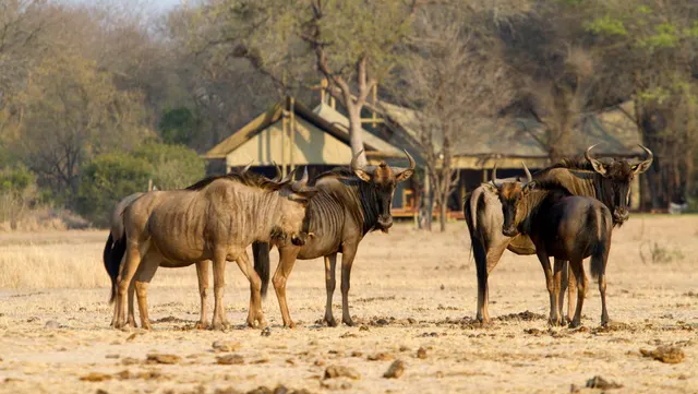 Rhino Walking Safaris — image 5