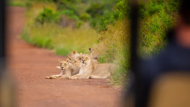 Shepherd's Tree Game Lodge — image 12