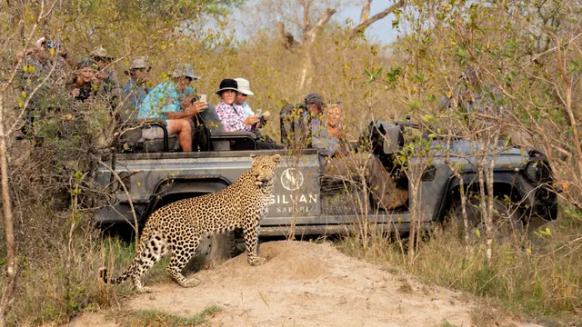 Silvan Safari — image 20