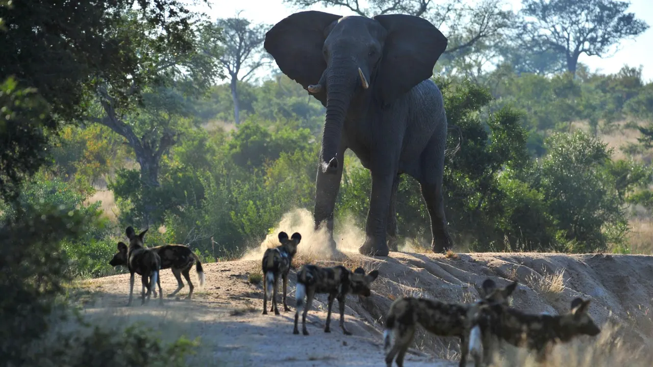 Tintswalo Safari — image 17