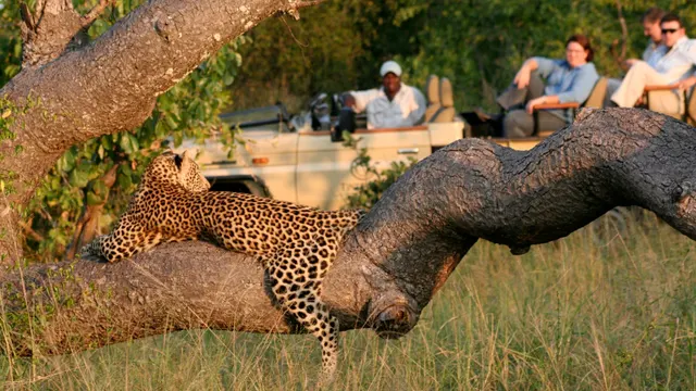 Tintswalo Safari — image 12