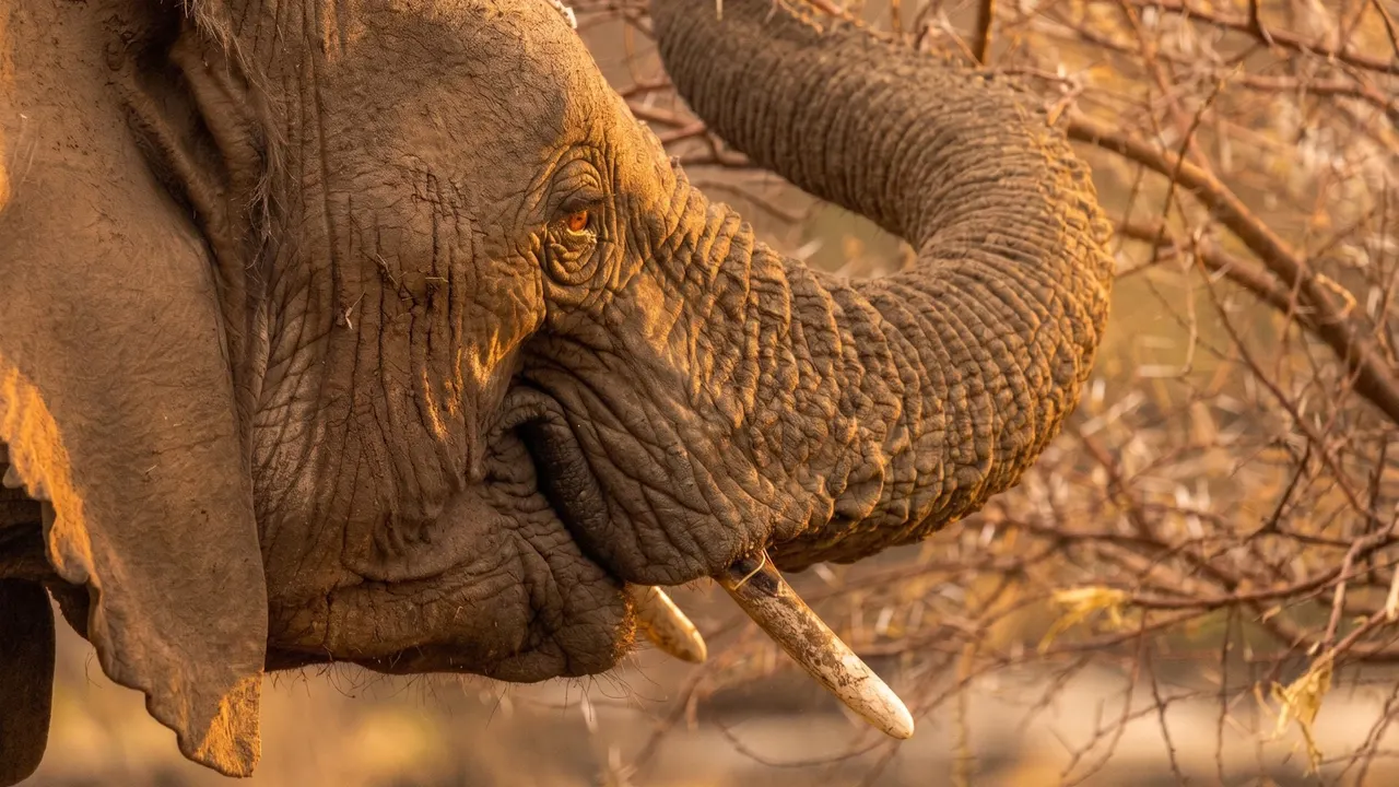 Tsholo Safari Lodge — image 12