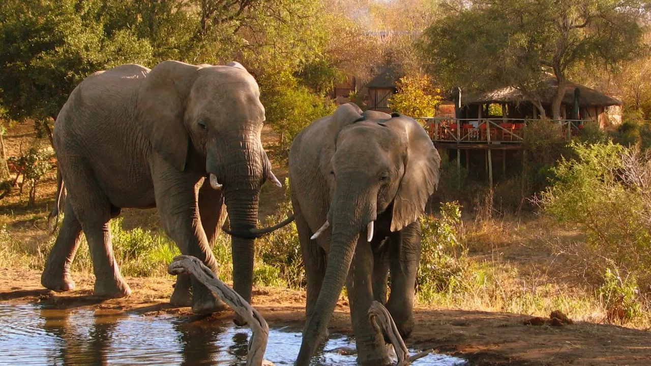Umlani Bushcamp — image 4