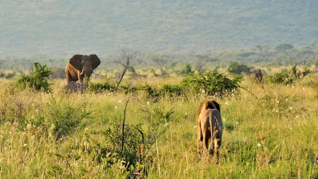 Motswiri — image 6