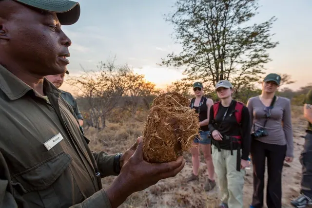 A guide on a bush walk holding up elephant dung to explain the field signs to a small group of guests at sunset